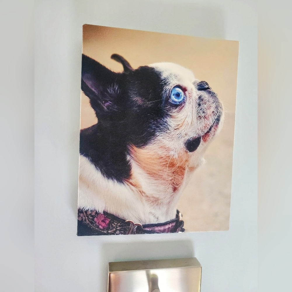 Canvas Wrap Print Of A French Bulldog